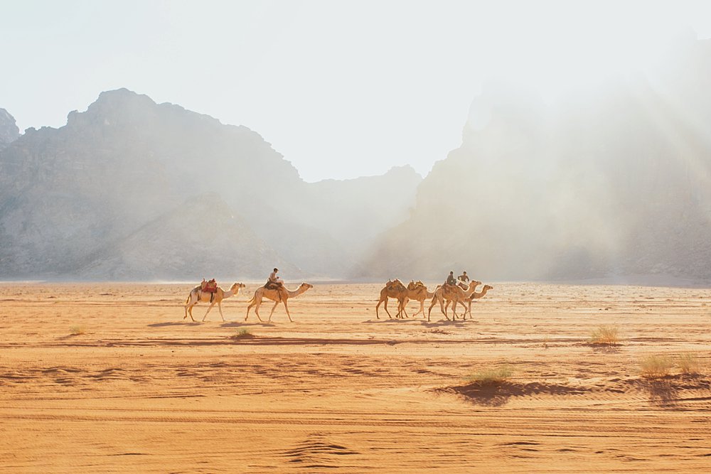 Jordan desert Camels landscape photo