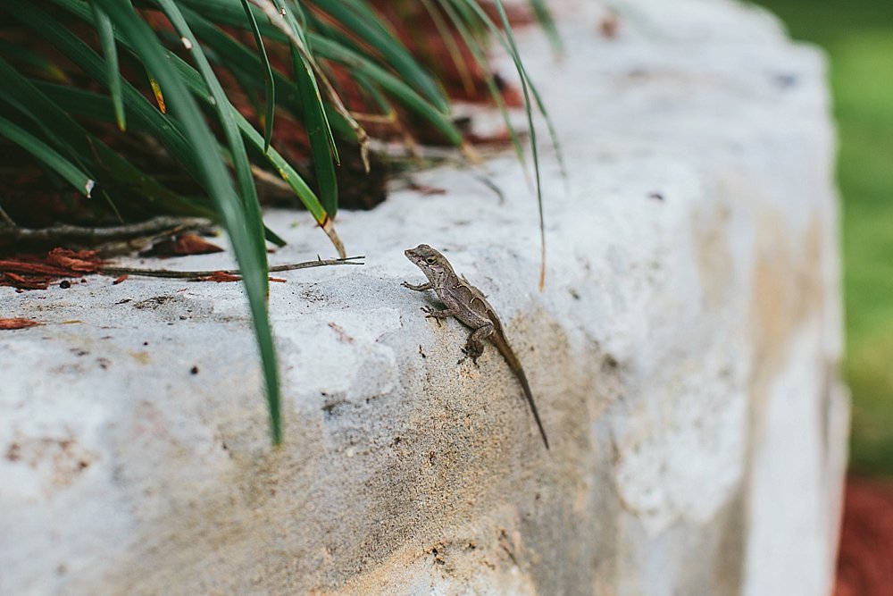 Bahamian lizard