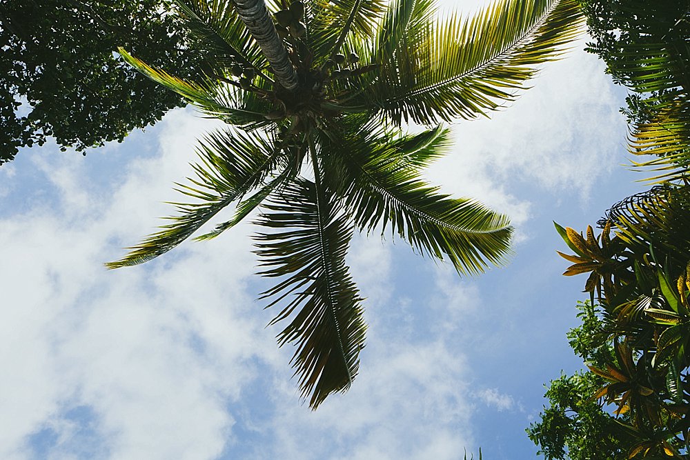 Bahamian wedding trees