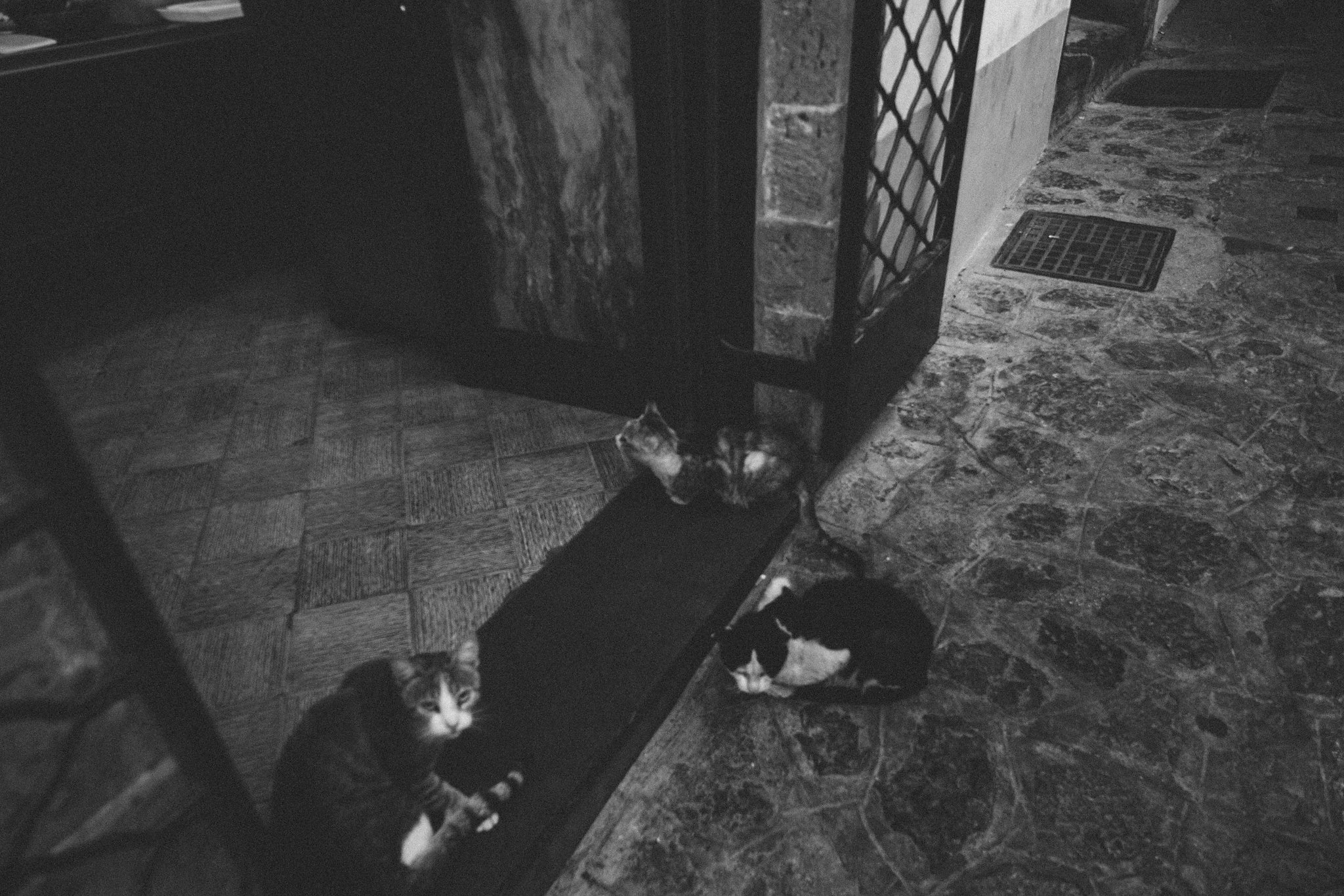 Cats in Ravello Italy