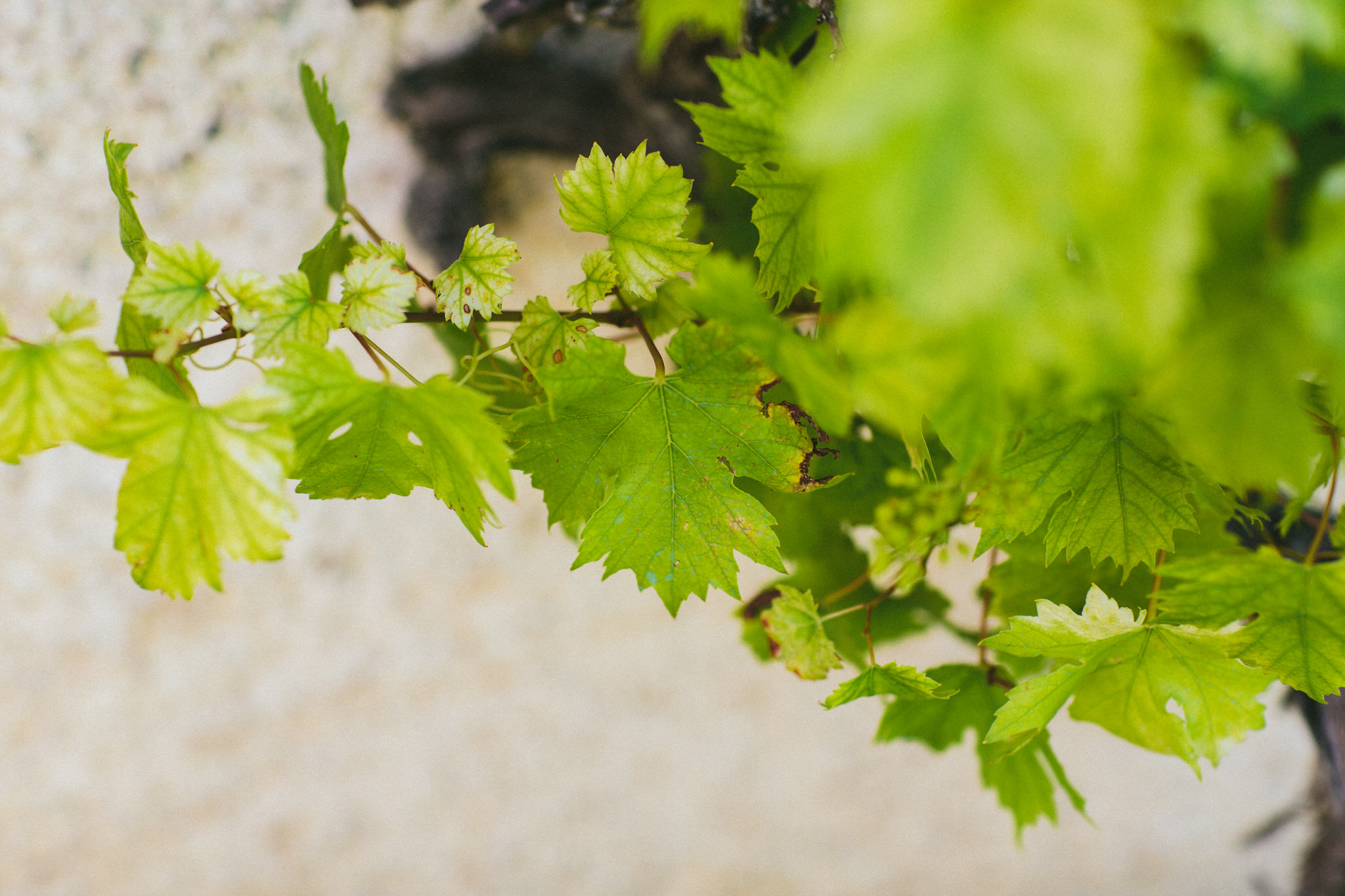 vines in france french wedding 