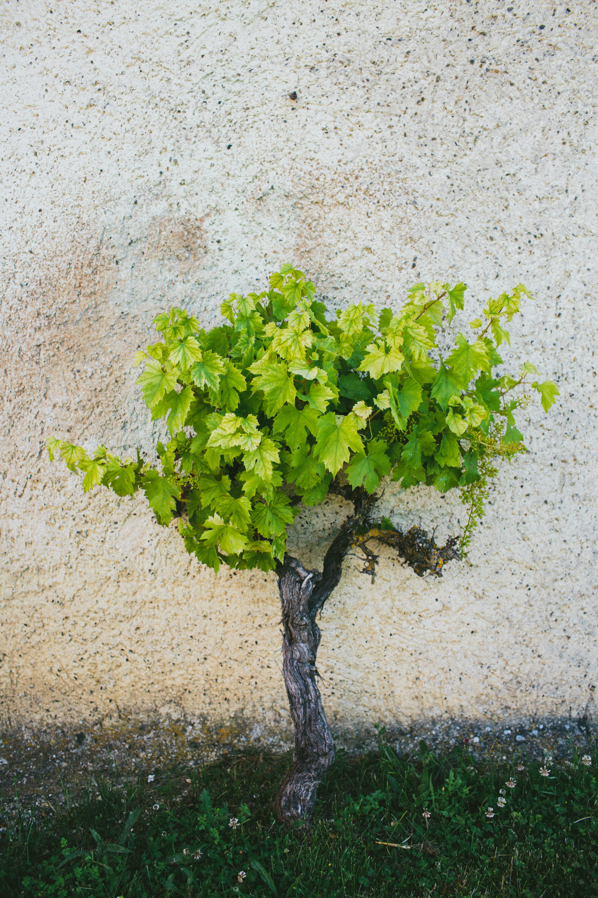 french vine