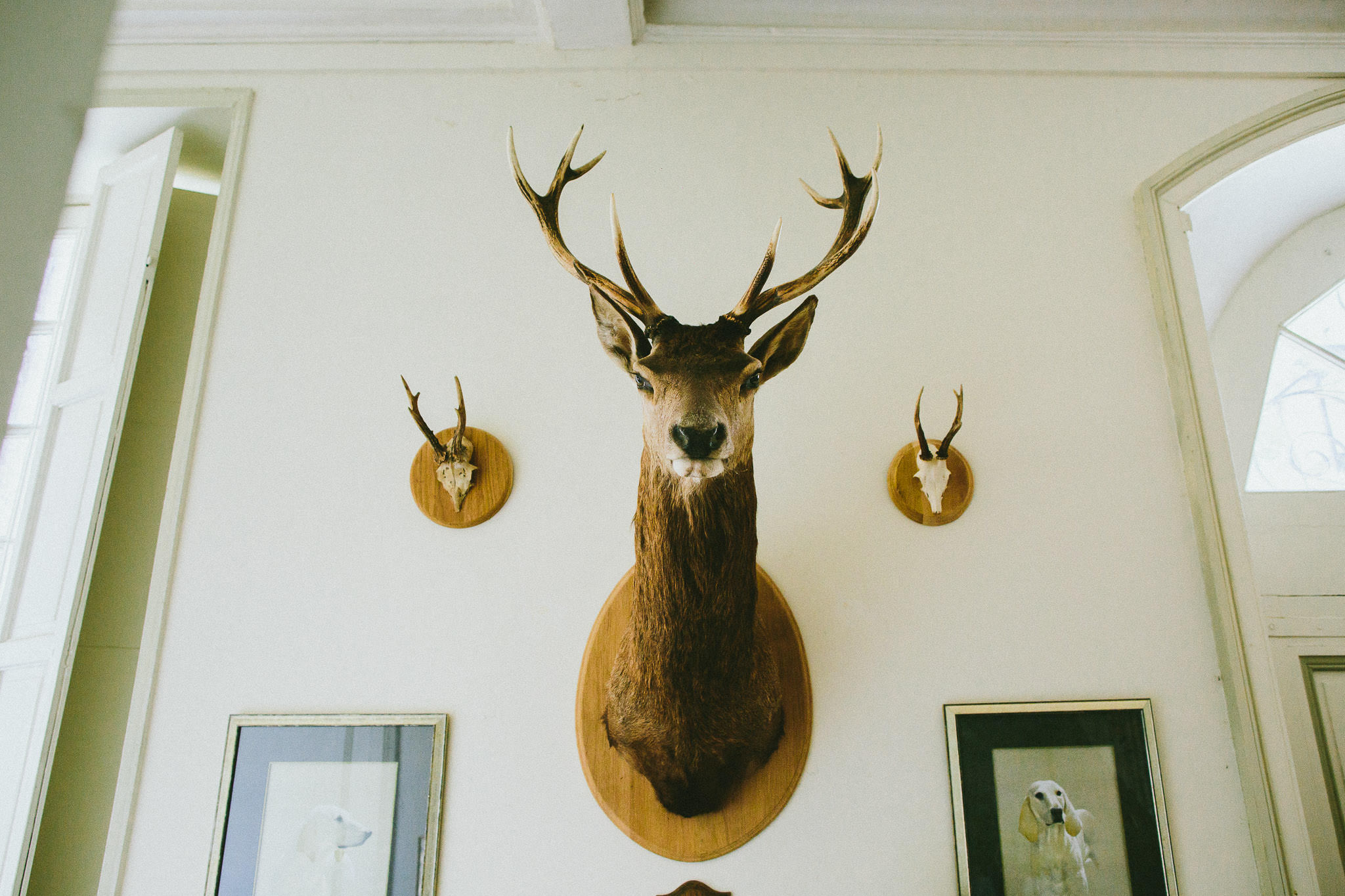 French British wedding deer