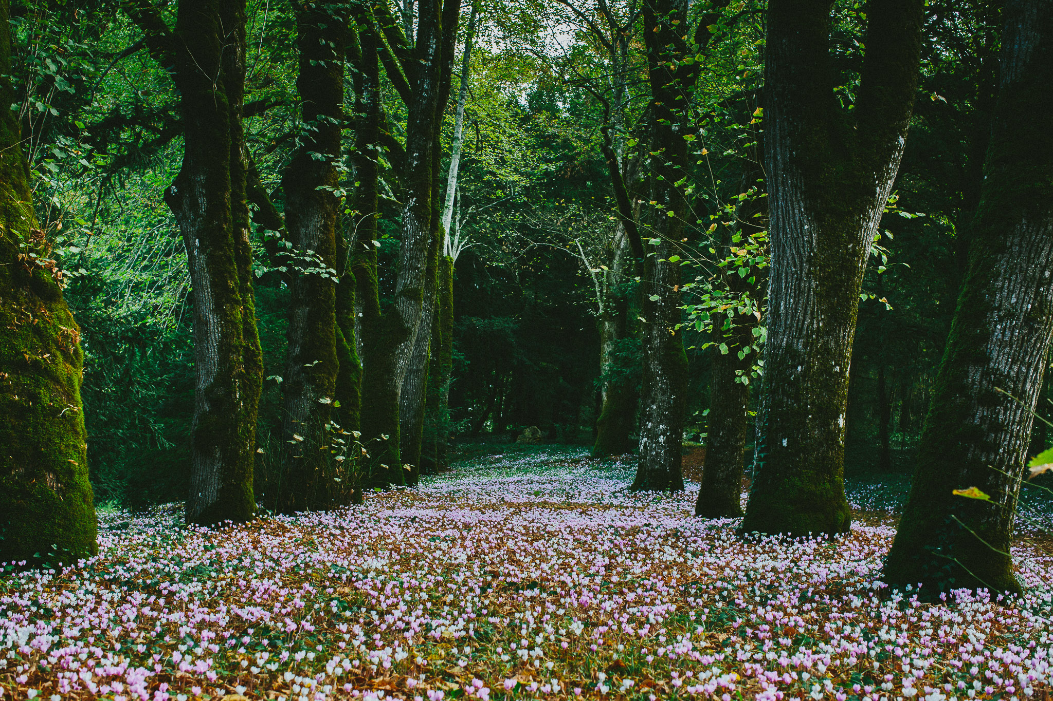  pink flower bed woodlands