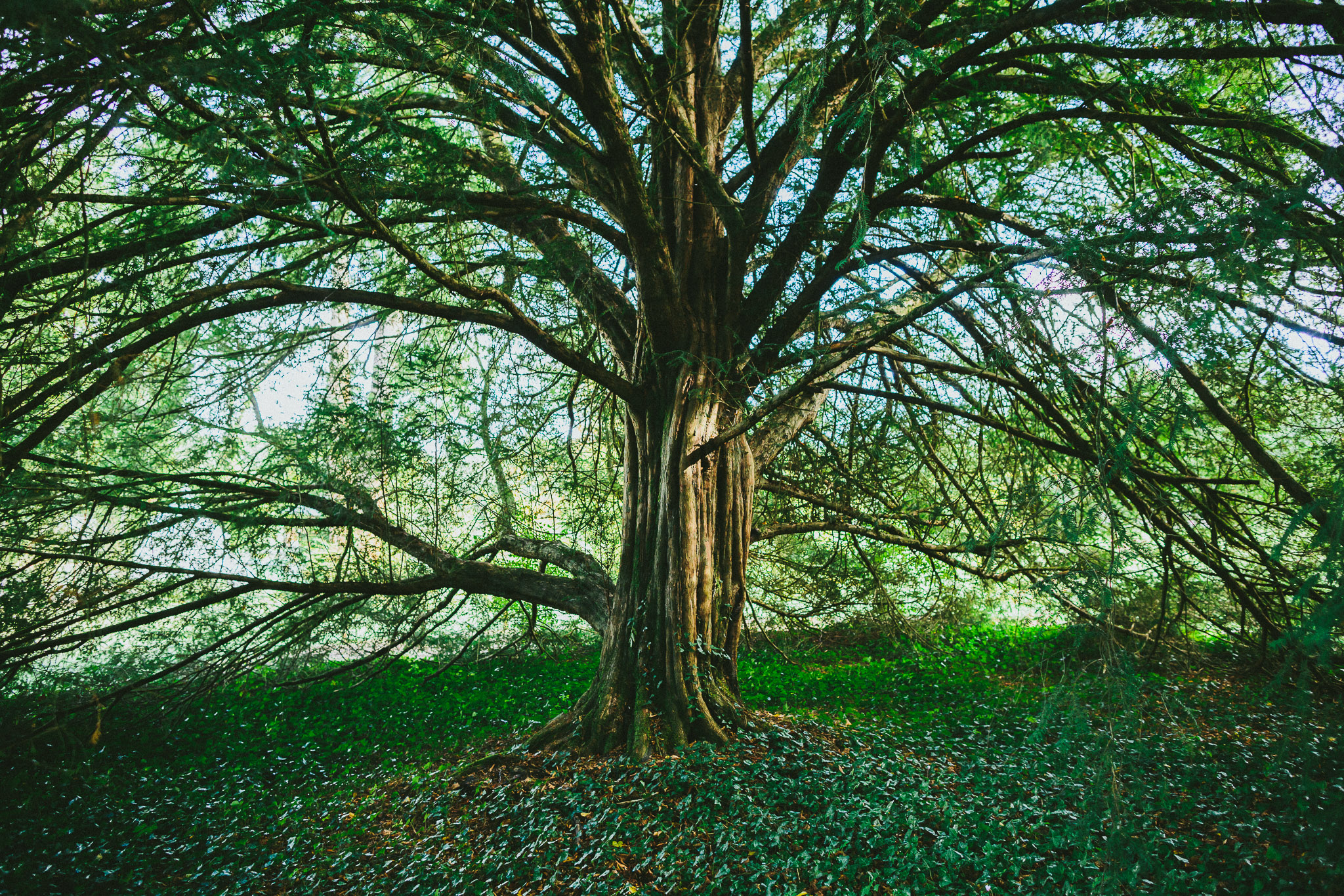 wedding majestic tree
