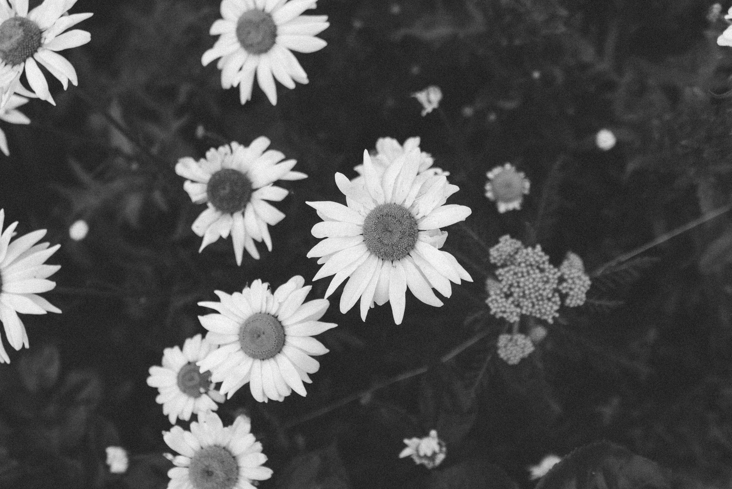 wild flowers Castelnau des Fieumarcon french village wedding