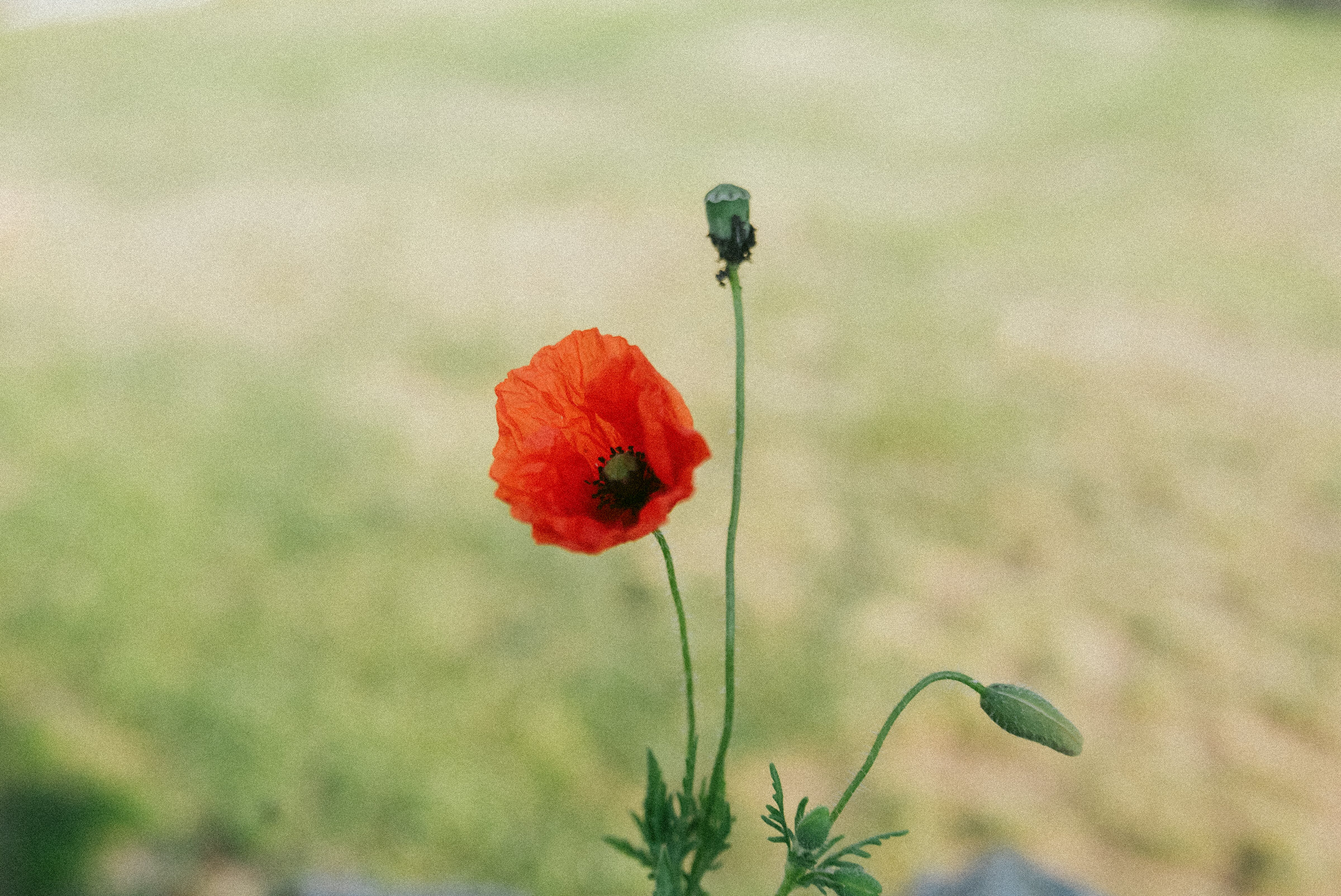 flower Castelnau des Fieumarcon french village wedding